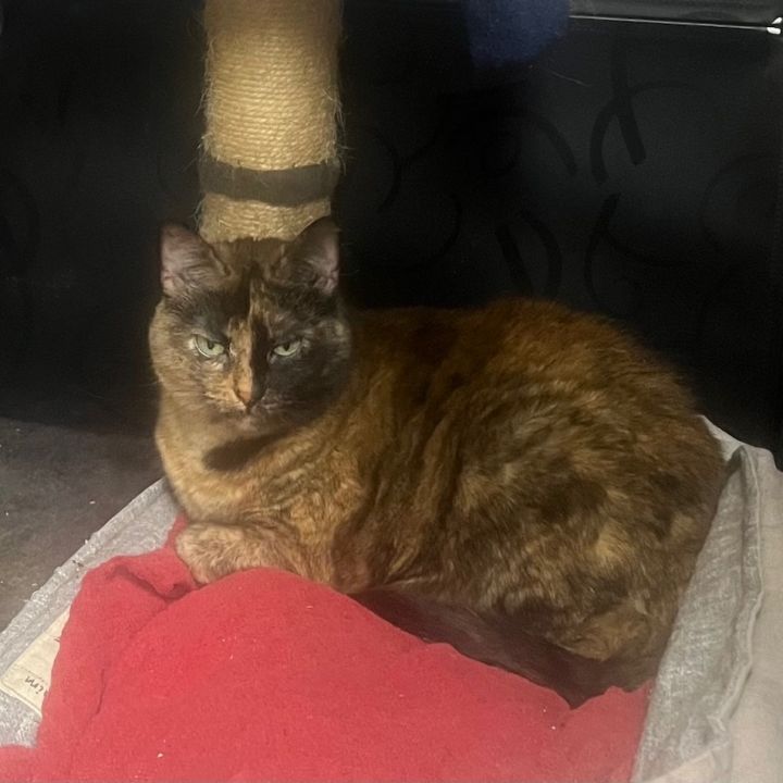 Lily 2 2