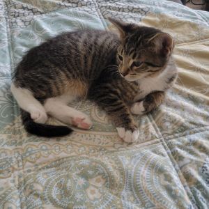 Tuff Nut, Baby Male Domestic Long Hair