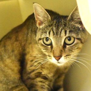 Eva, Adult Female unknown