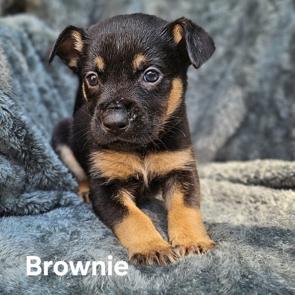 Brownie