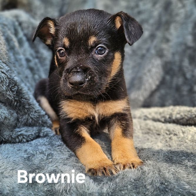 Brownie