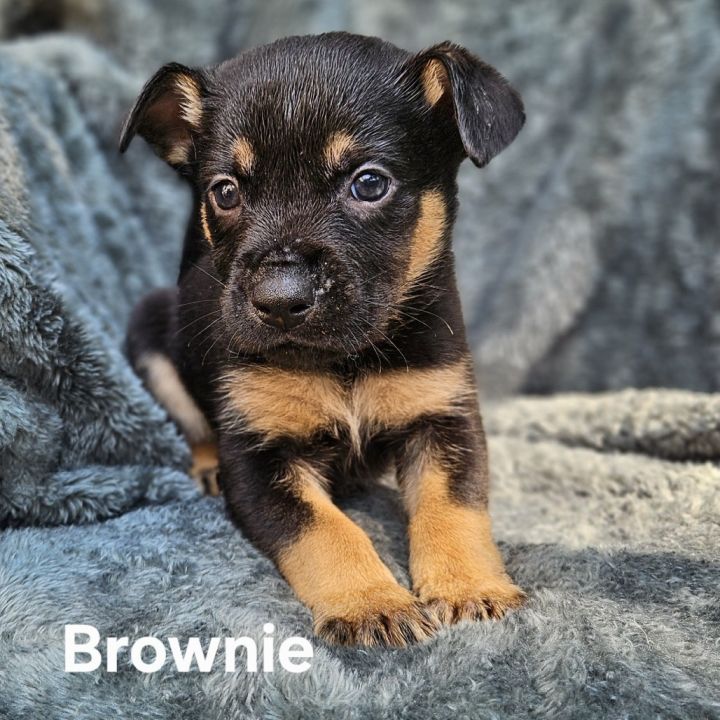 Brownie 1