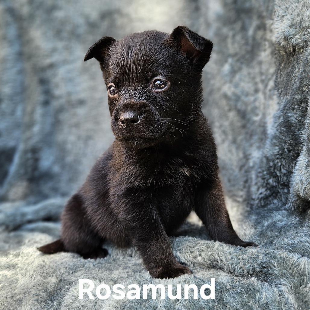 Rosamund