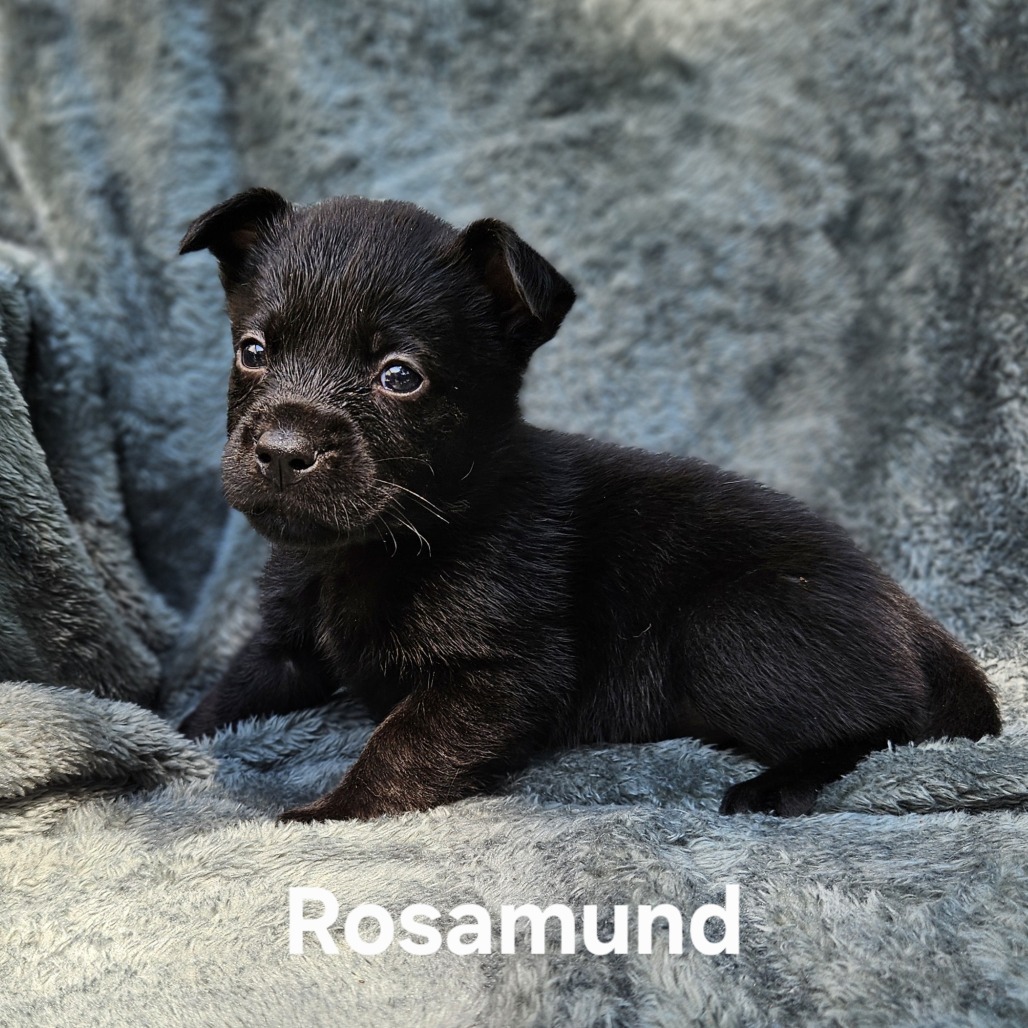 Rosamund