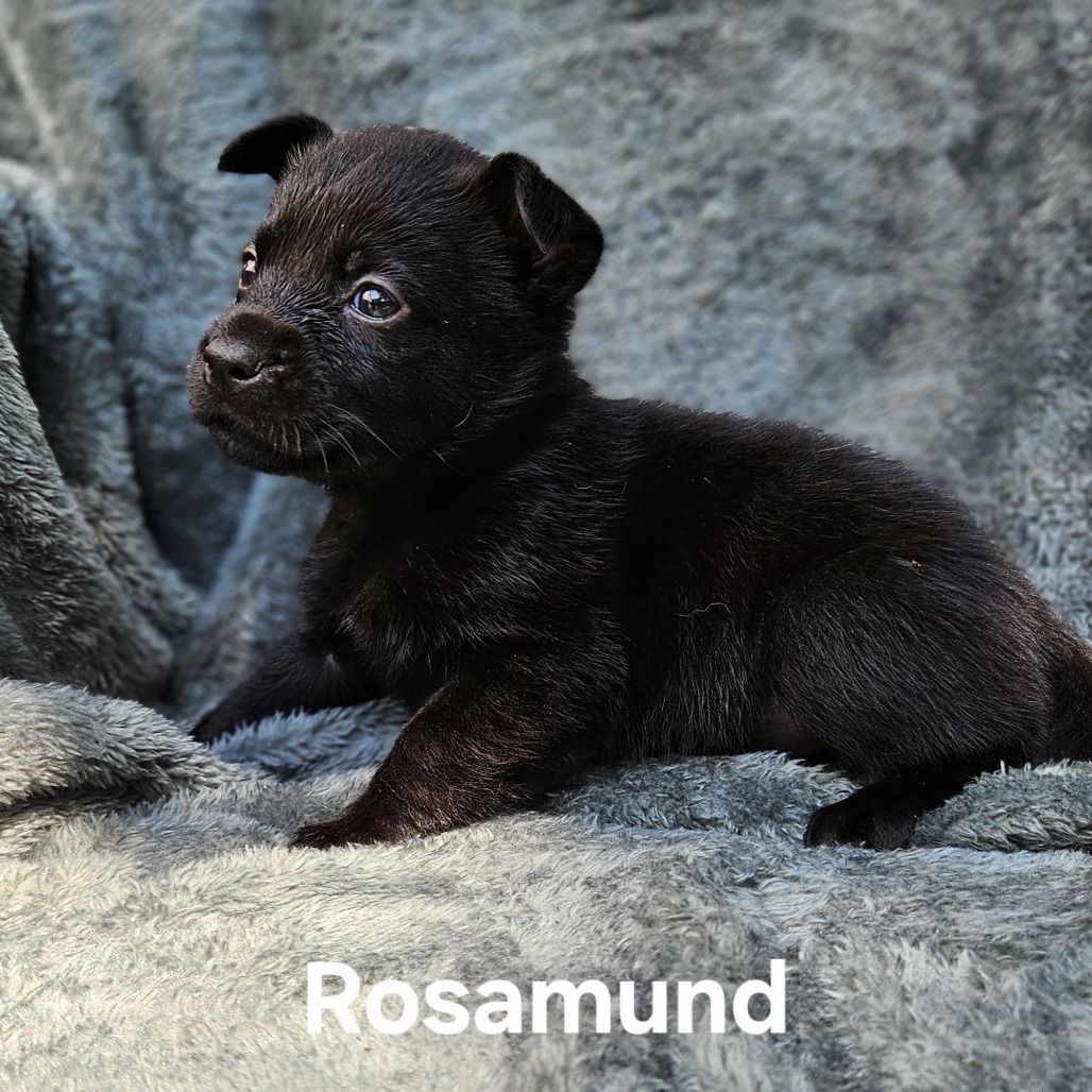 Rosamund