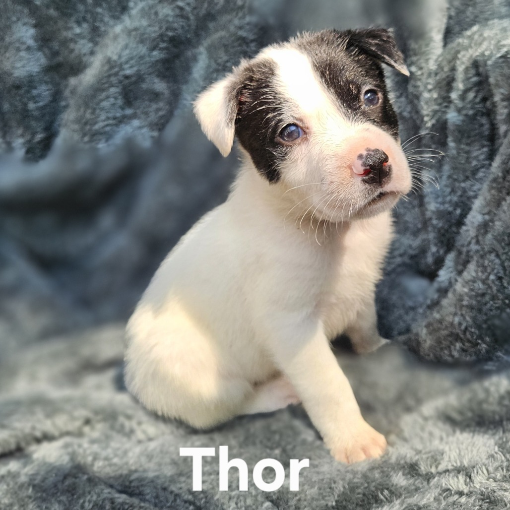 Thor