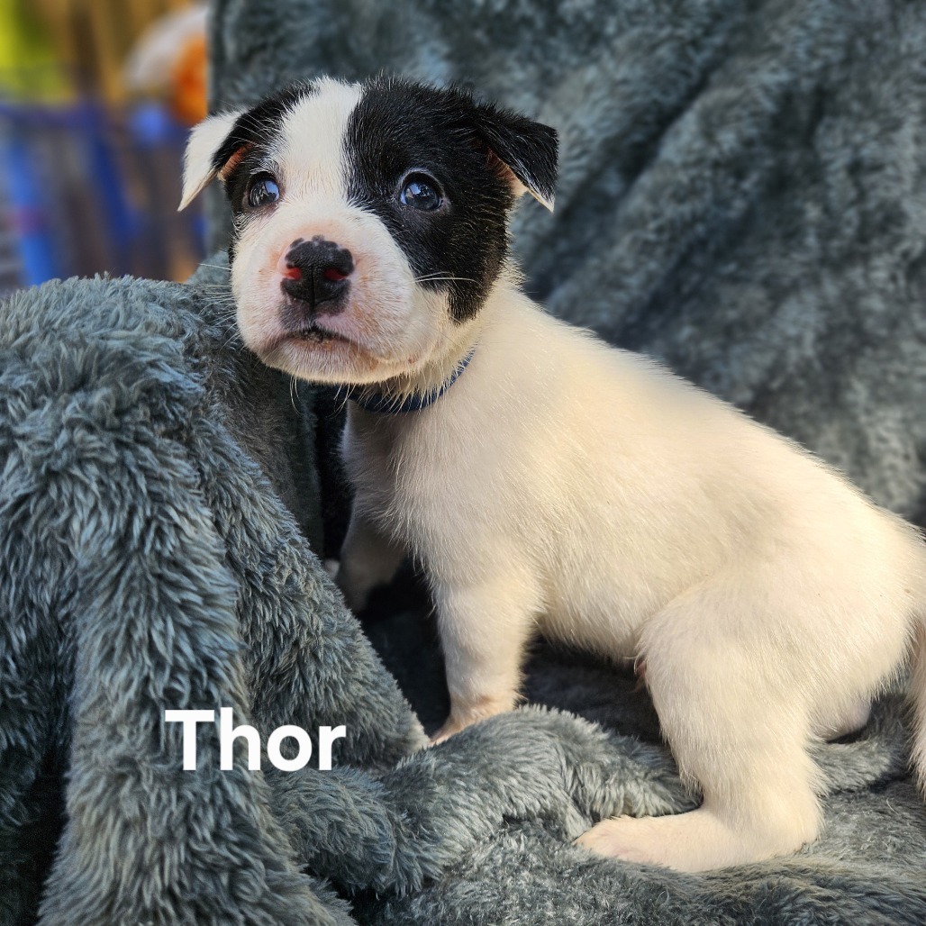 Thor