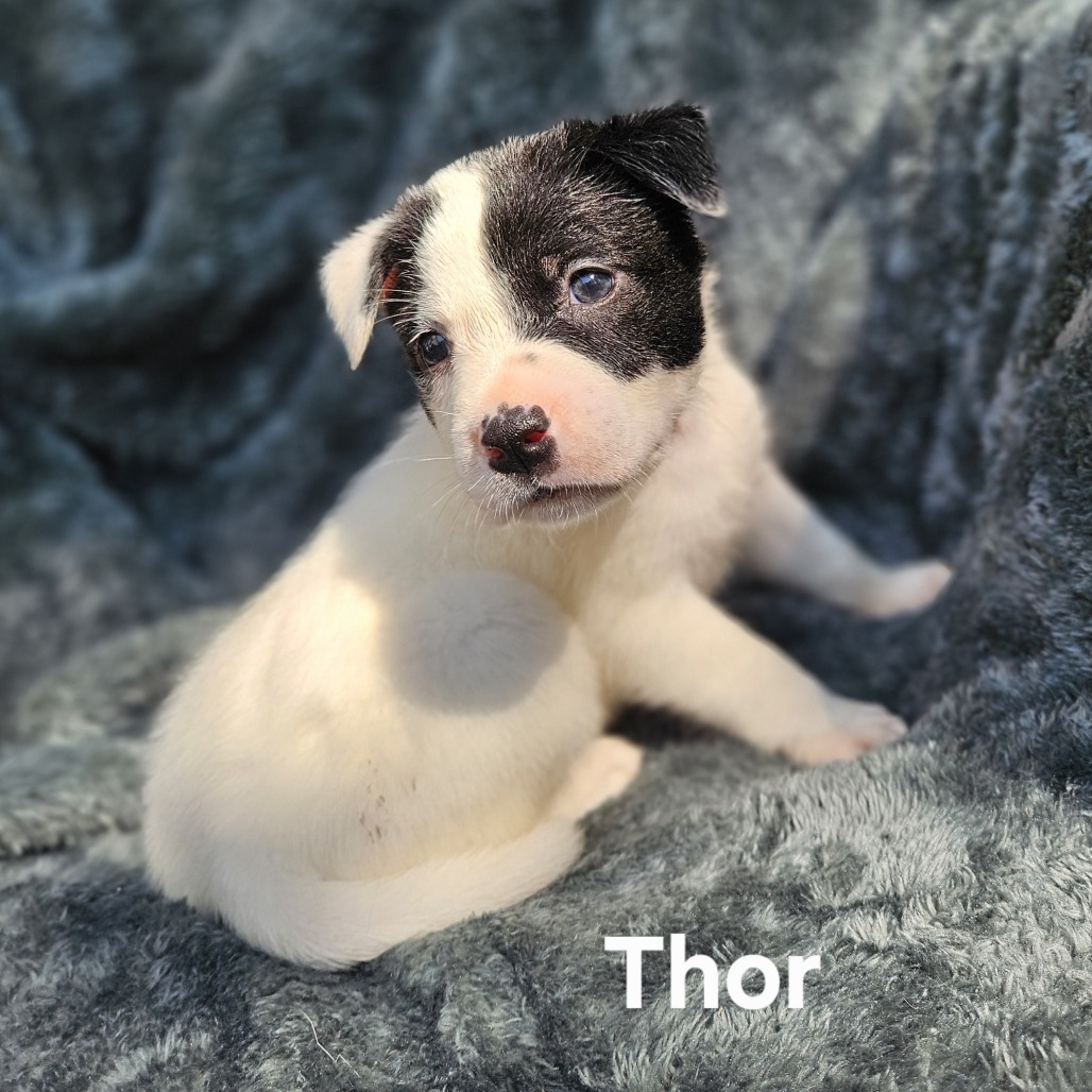 Thor