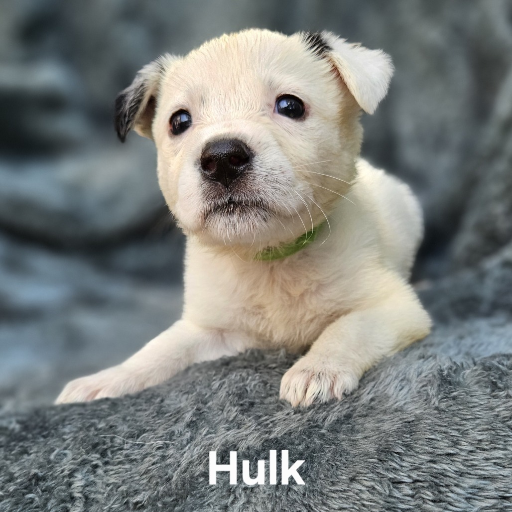 Hulk