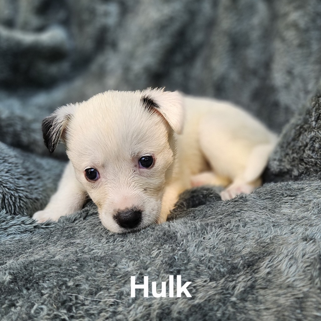 Hulk