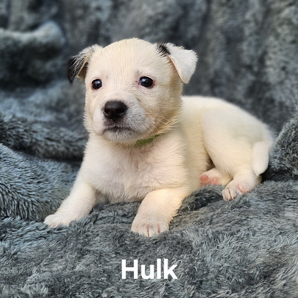 Hulk