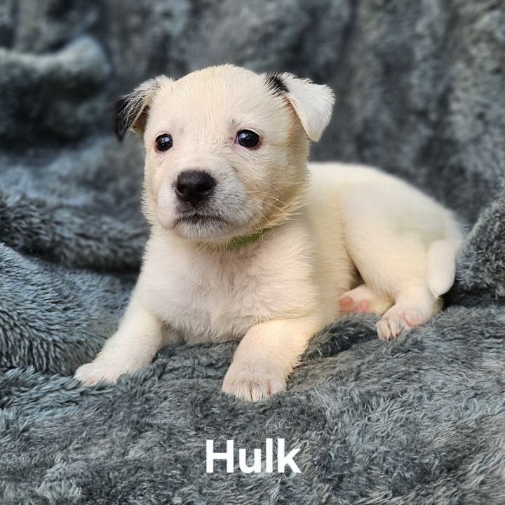 Hulk 4