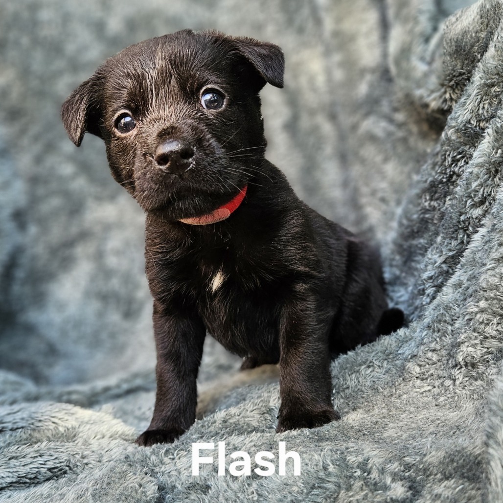 Flash