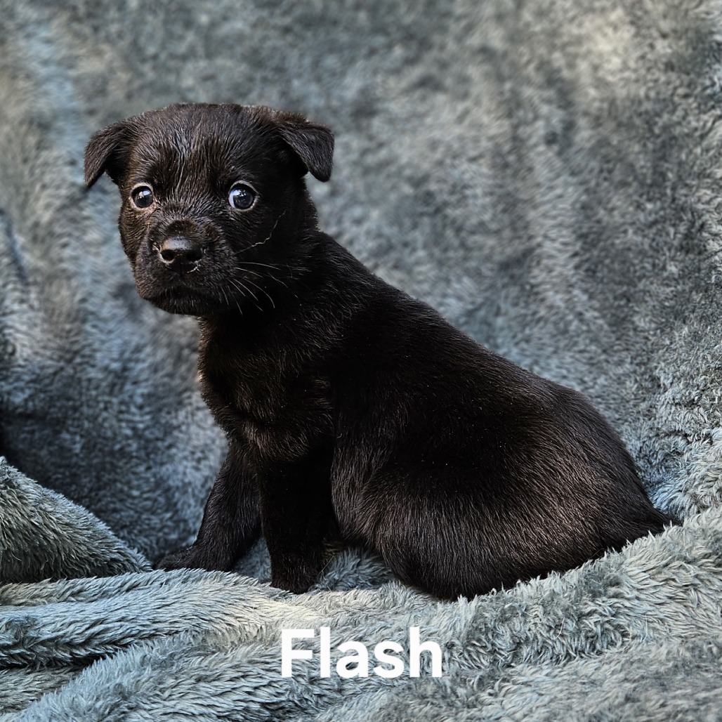 Flash