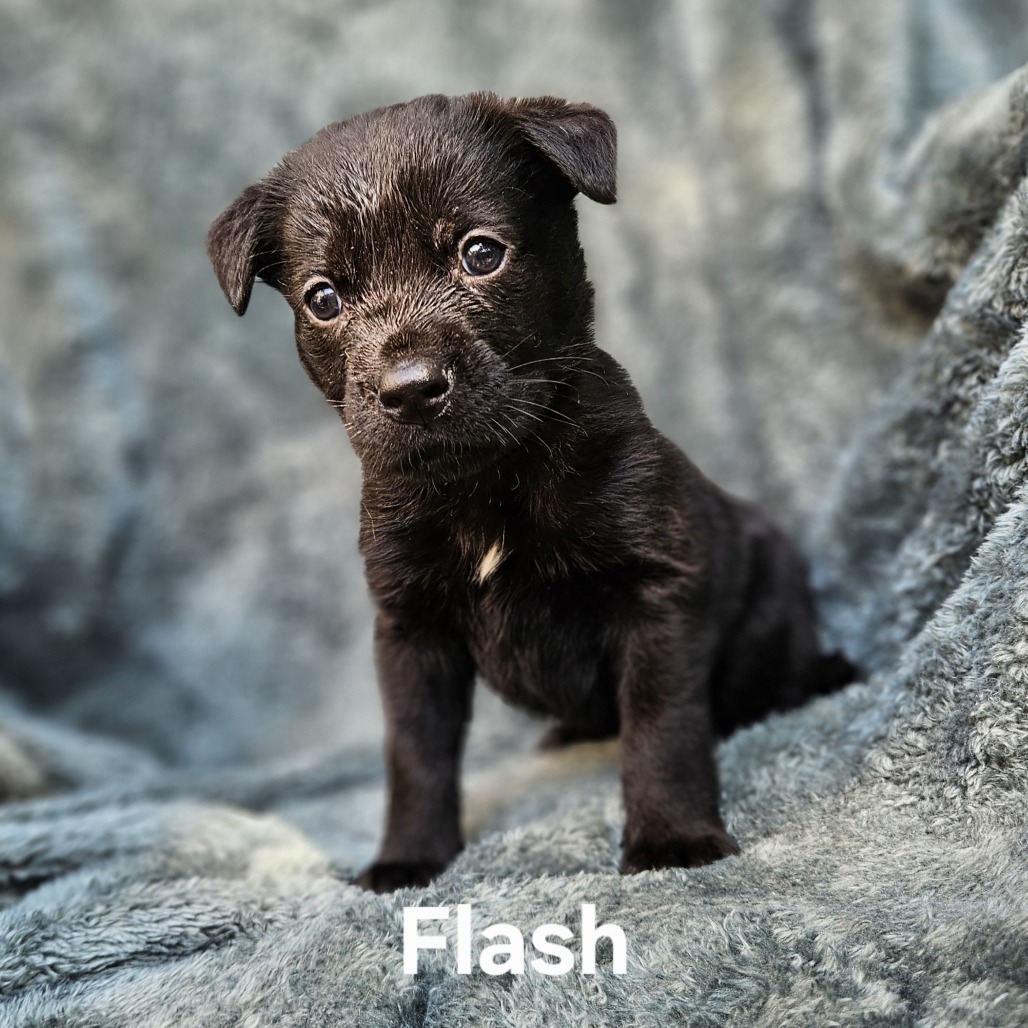 Flash