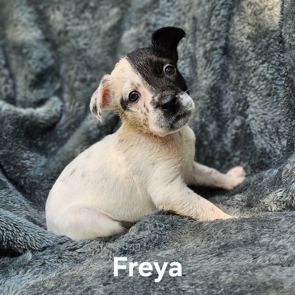 Freya