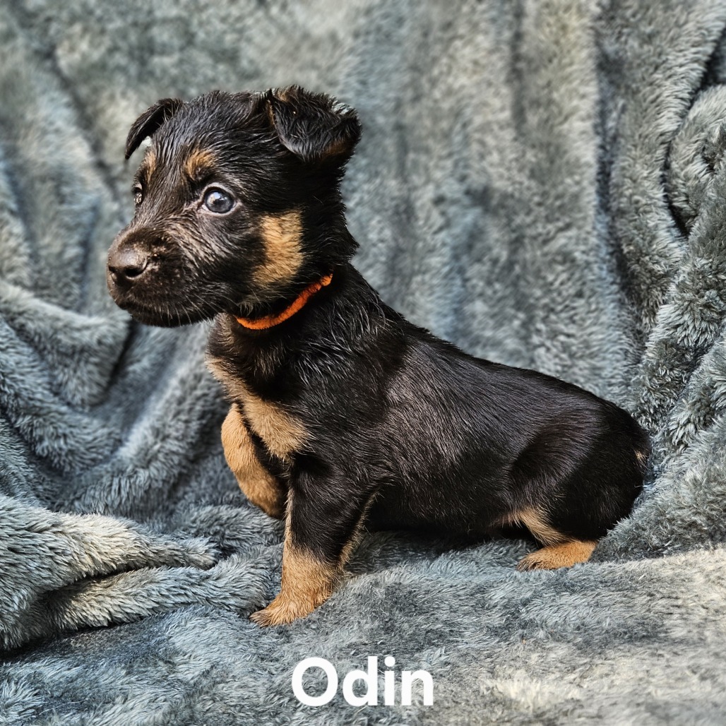 Odin