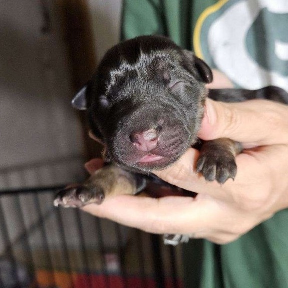 Odin