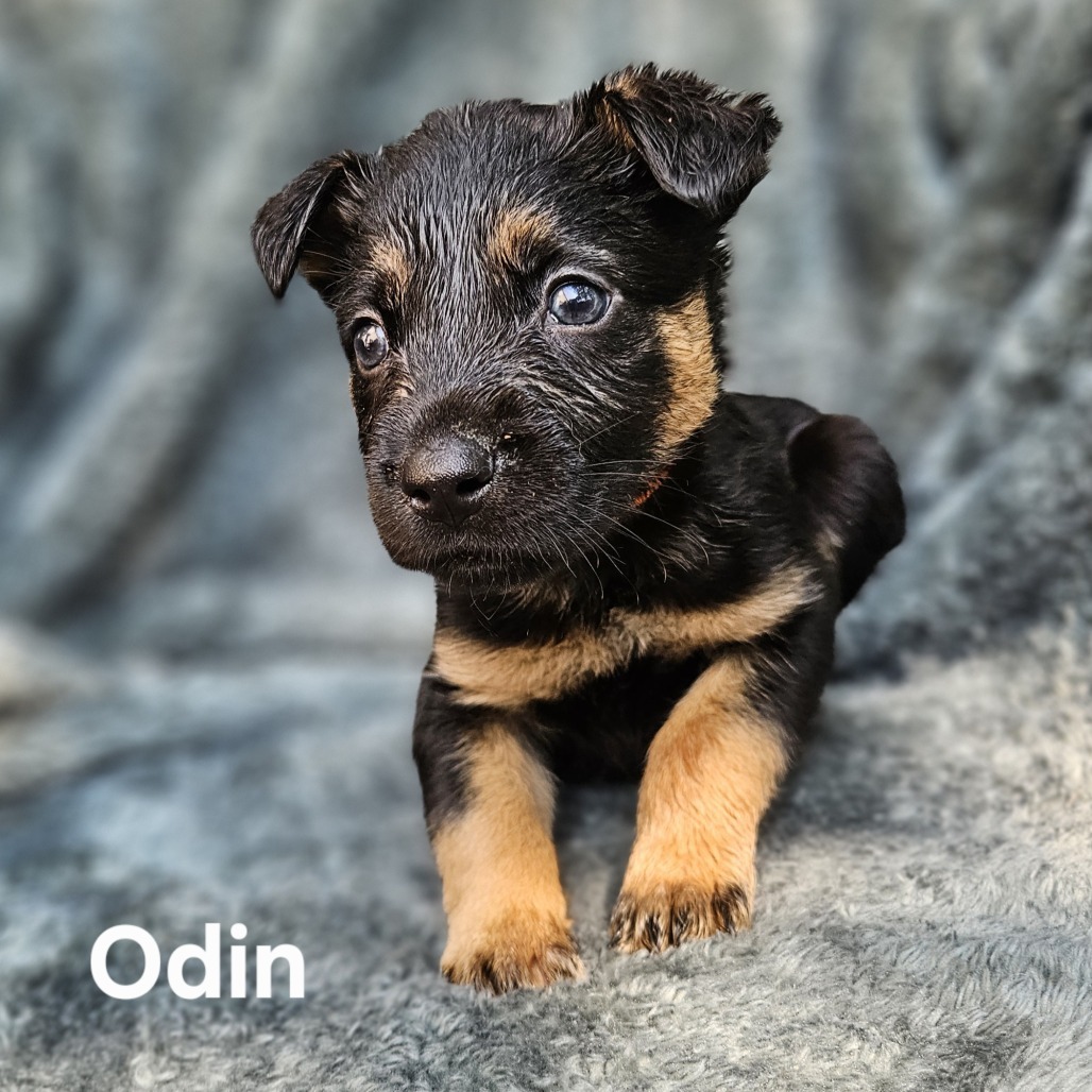 Odin