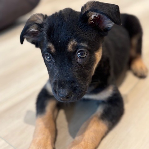 Odin 6