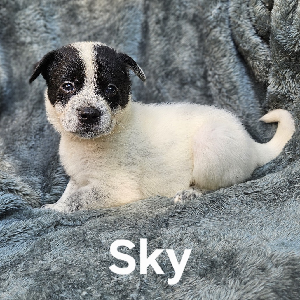 Sky
