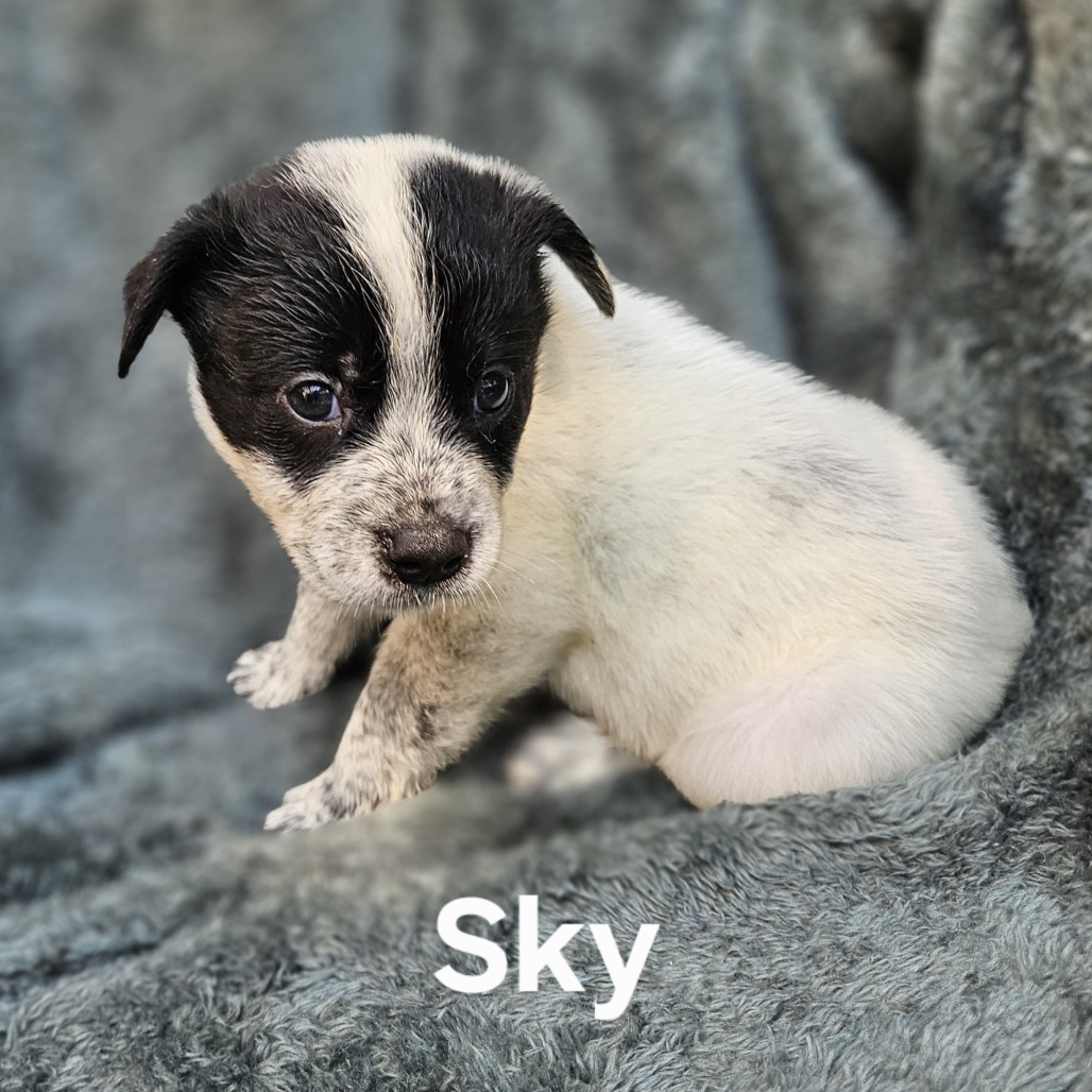 Sky