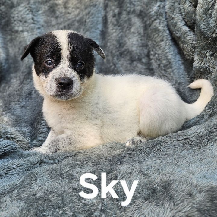 Sky 3