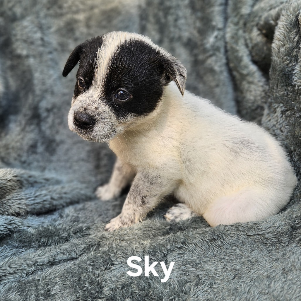 Sky