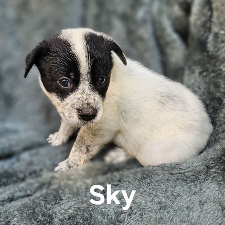 Sky 4