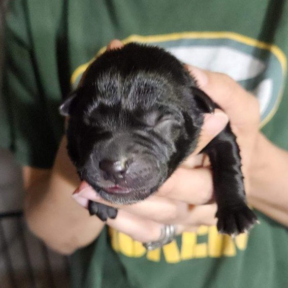 Fiona