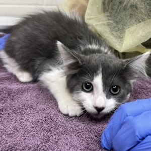 Sunrise, Baby Male Domestic Short Hair