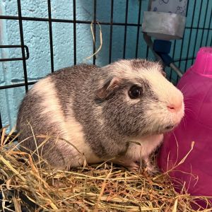 Sushi, Adult Male Guinea Pig