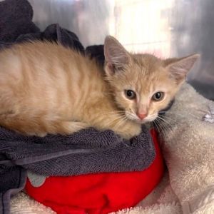 Puddin, Baby Male Domestic Short Hair