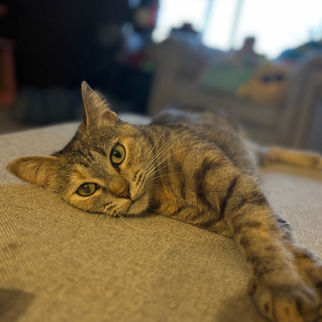 Ella, an adoptable Domestic Short Hair in Bismarck, ND, 58507 | Photo Image 1