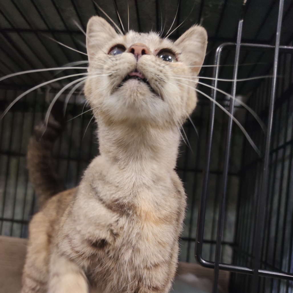 Ella, an adoptable Domestic Short Hair in Bismarck, ND, 58507 | Photo Image 1