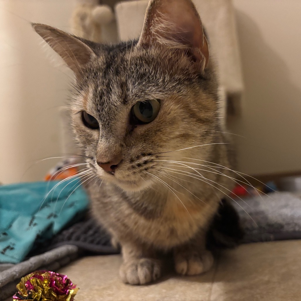 Ella, an adoptable Domestic Short Hair in Bismarck, ND, 58507 | Photo Image 2
