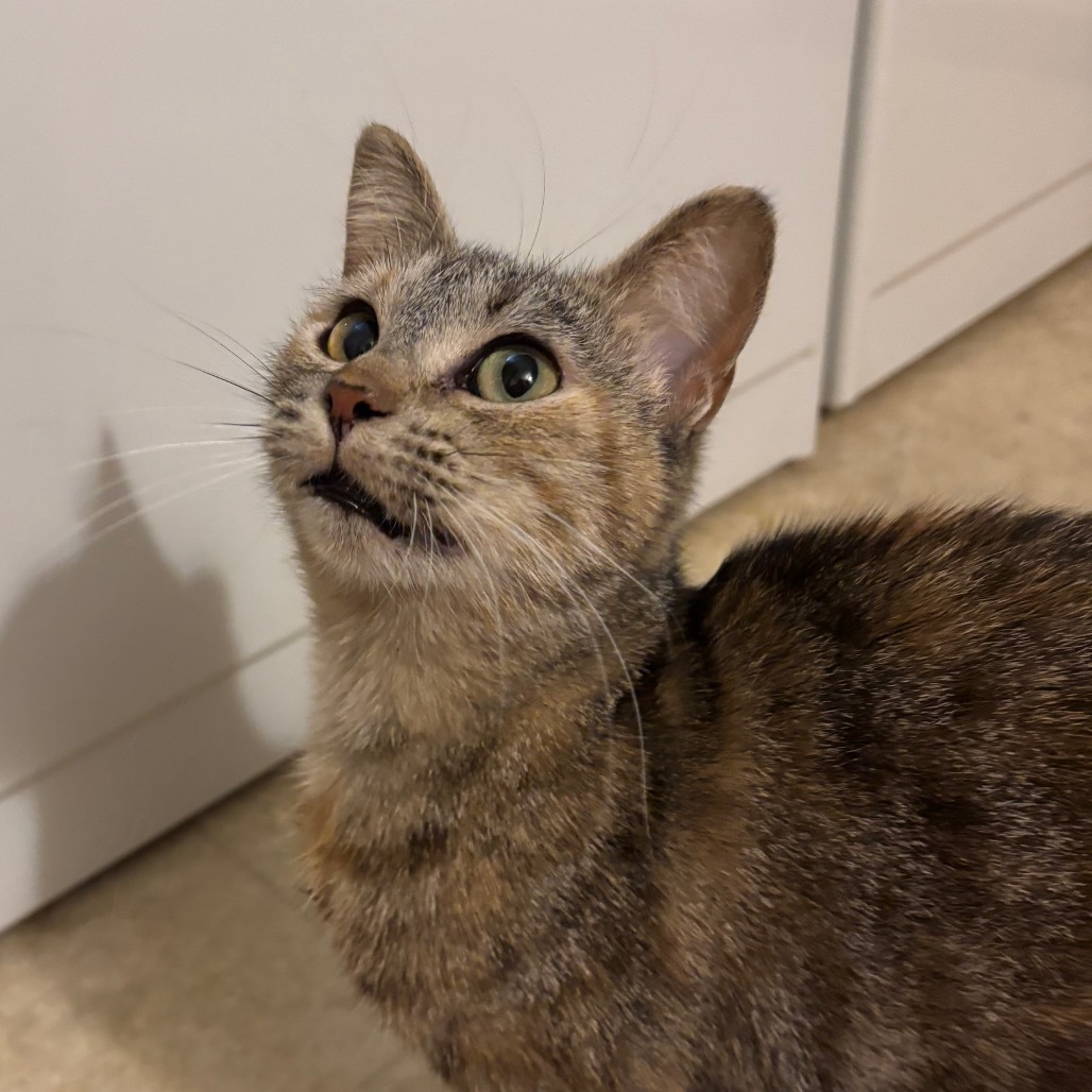 Ella, an adoptable Domestic Short Hair in Bismarck, ND, 58507 | Photo Image 3