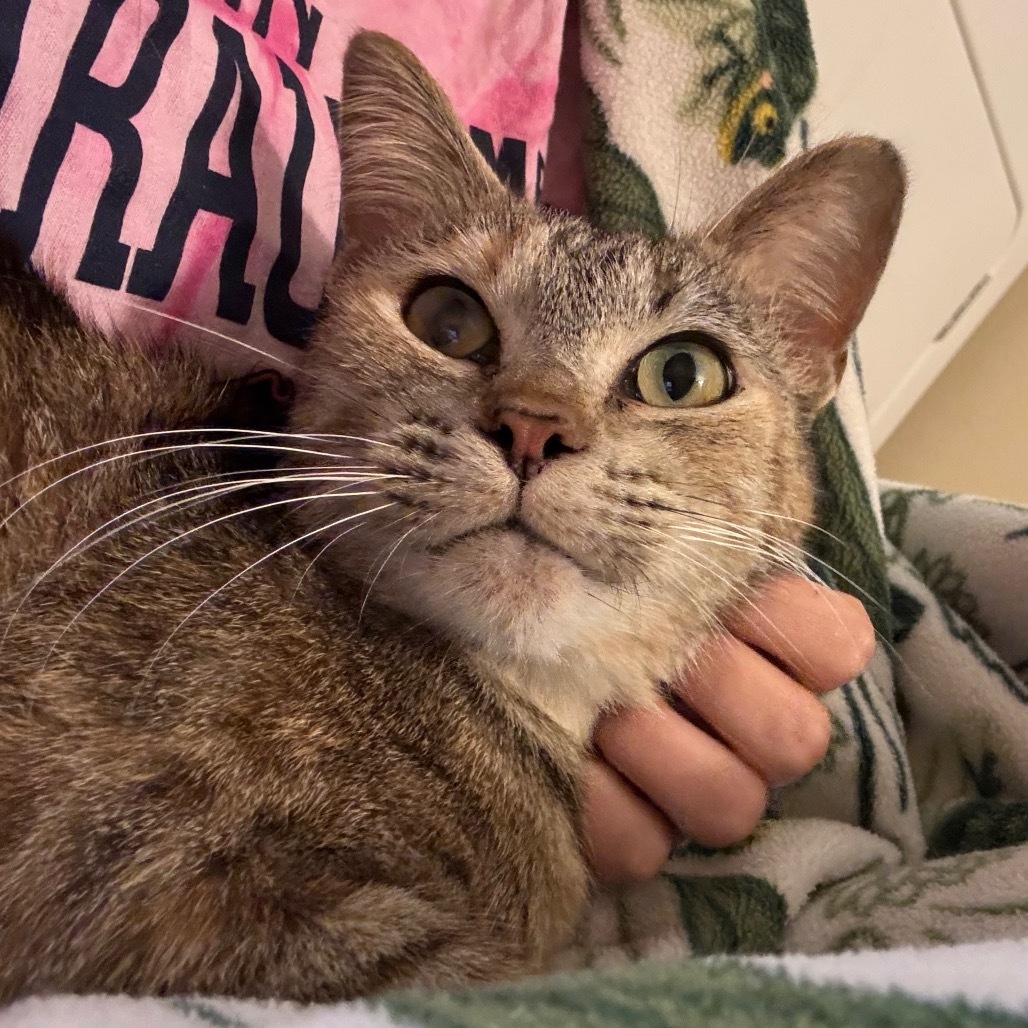 Ella, an adoptable Domestic Short Hair in Bismarck, ND, 58507 | Photo Image 6