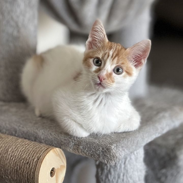 Peanut 1