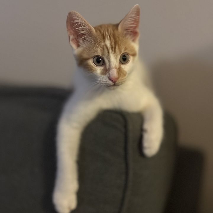Peanut 2
