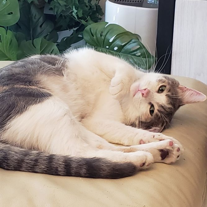 Angel
