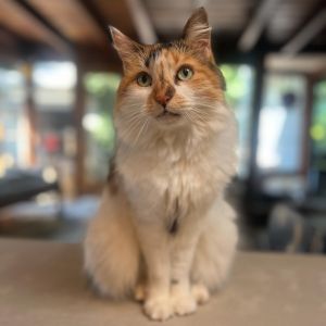 Jolene Domestic Medium Hair Cat