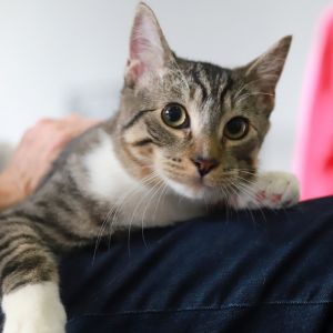 Watson Domestic Short Hair Cat