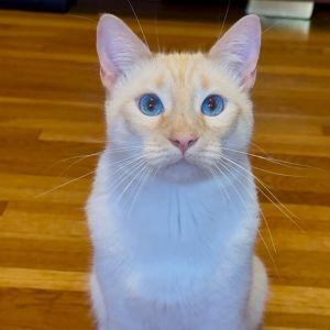 Chef is sweet loving curious and a cuddle bug - hes a velcro cat that loves t