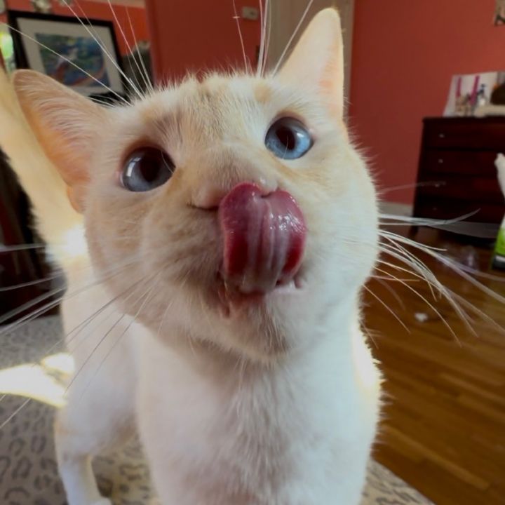 Chef 2