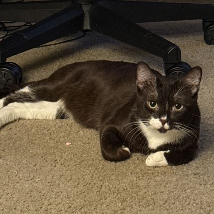 Henry 1