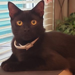 Zorro