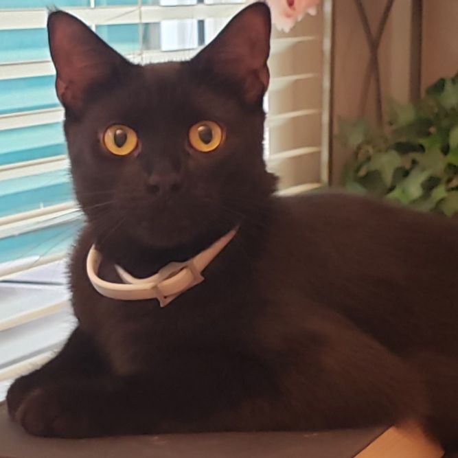 Zorro