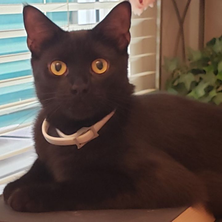 Zorro 1