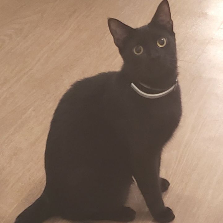 Zorro 4